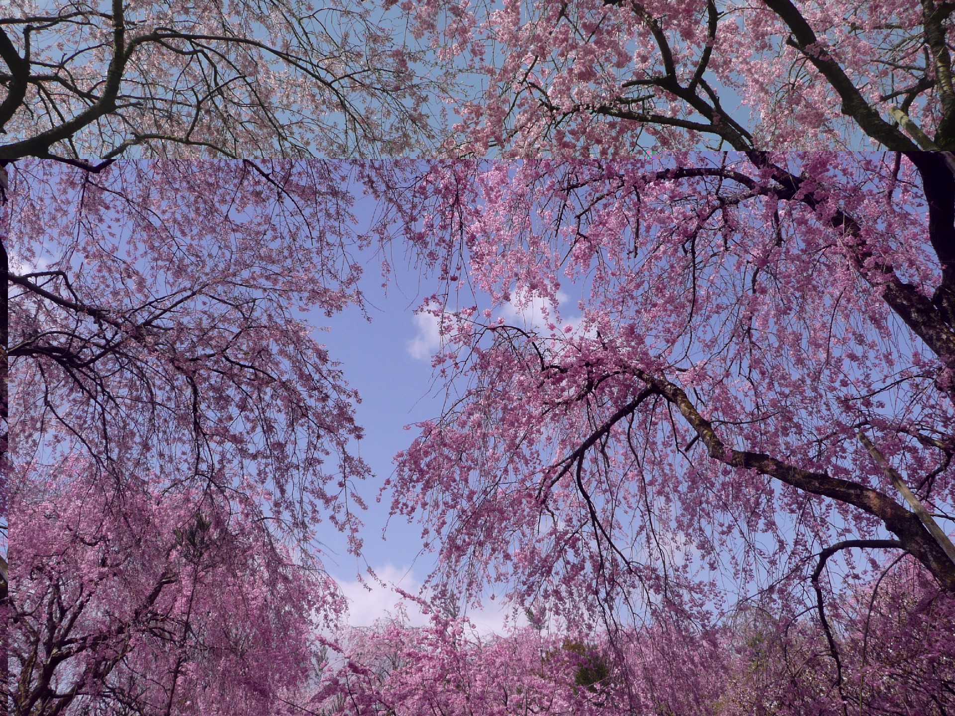 原谷苑の桜 その魅力と見頃の時期 同じ時期の桜の名所 旅のすすめ 思い出作りのために