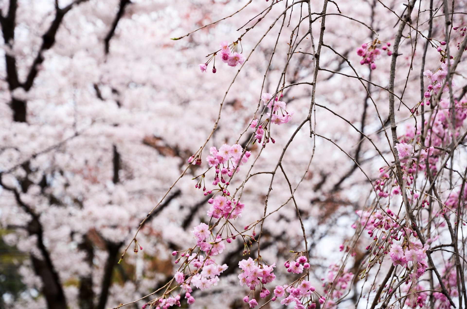 平野神社の桜の見頃の時期は 京都の周辺の桜の名所への行き方は 旅のすすめ 思い出作りのために